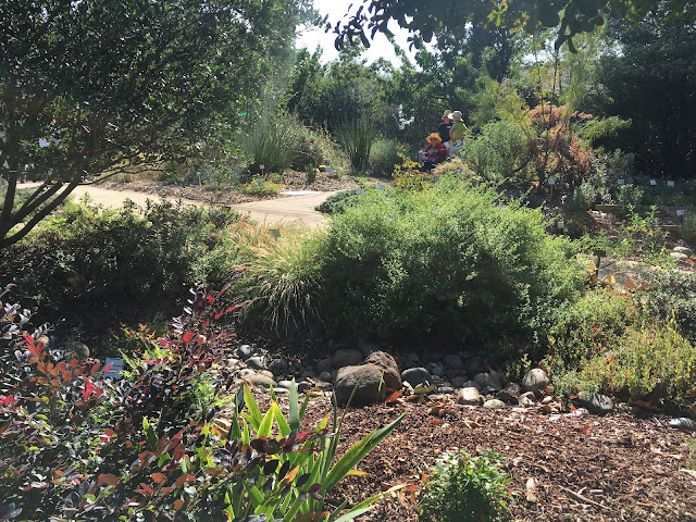 Landscape with low-water plants