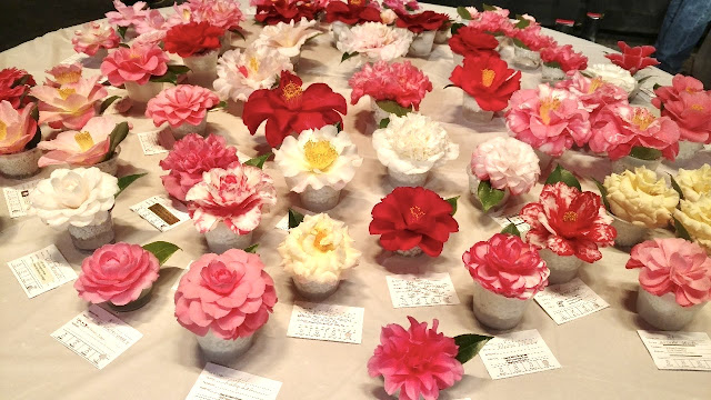 Pink, red and white camellia blossoms on table