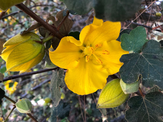 Yellow flowered California native