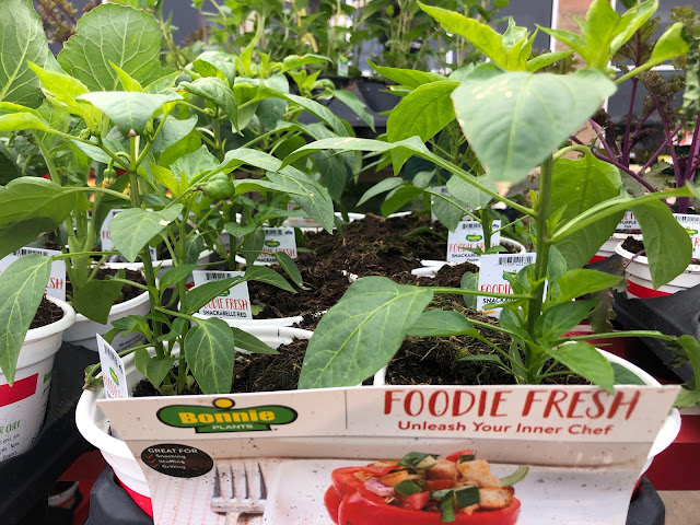 Many green pepper plants in small pots