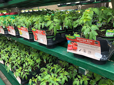 Tomato plants on shelves