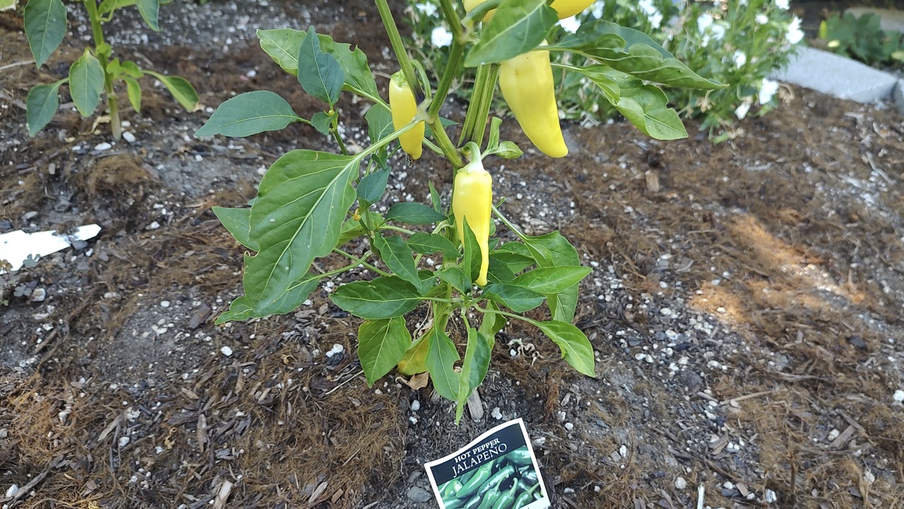 Yellow pepper not a jalapeno