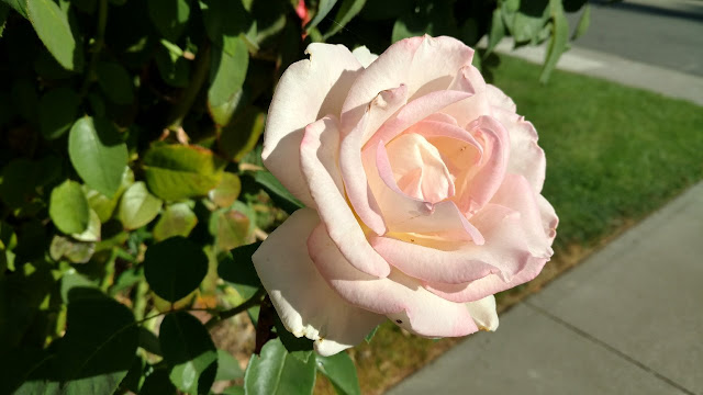 Pink rose