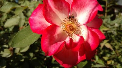 Red and white rose with bee