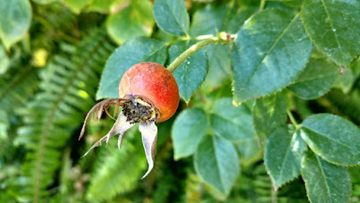 Rose hip on bush