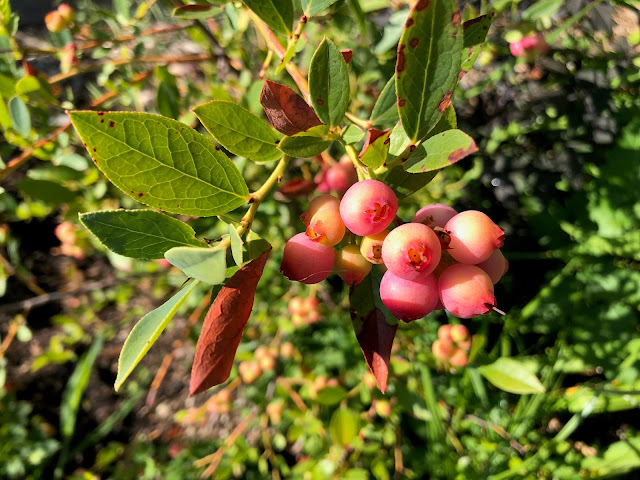 Pink blueberries in spring