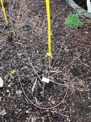 Bare canes of a blueberry plant