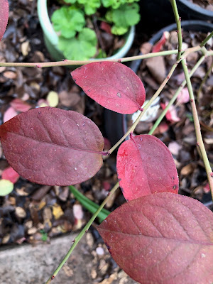 Red leaves