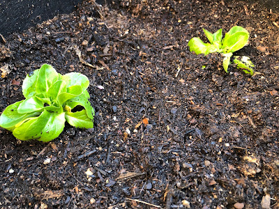 Two lettuce seedlings