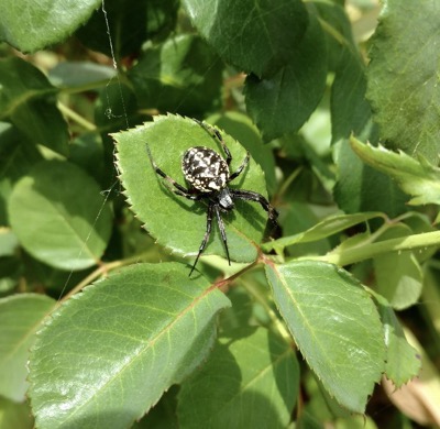 Large black and white spider