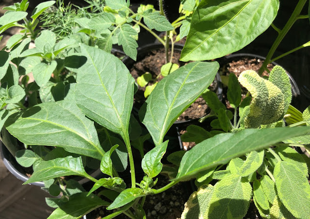 Vegetable and herb plants