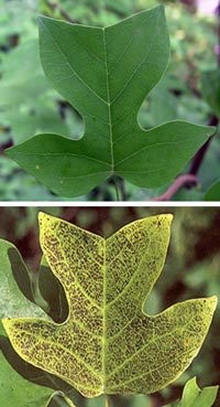 Leaves, with one showing ozone damage