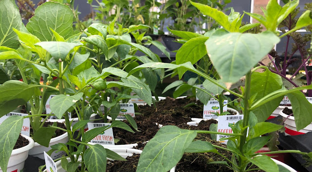 Green pepper plants