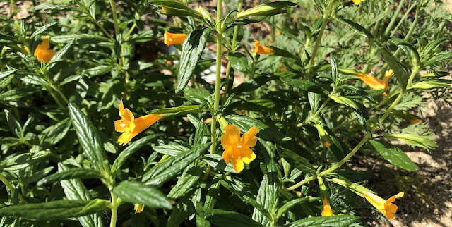 Yellow monkey flower