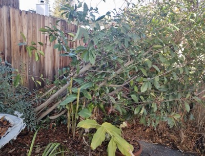 Large shrub leaning away from fence