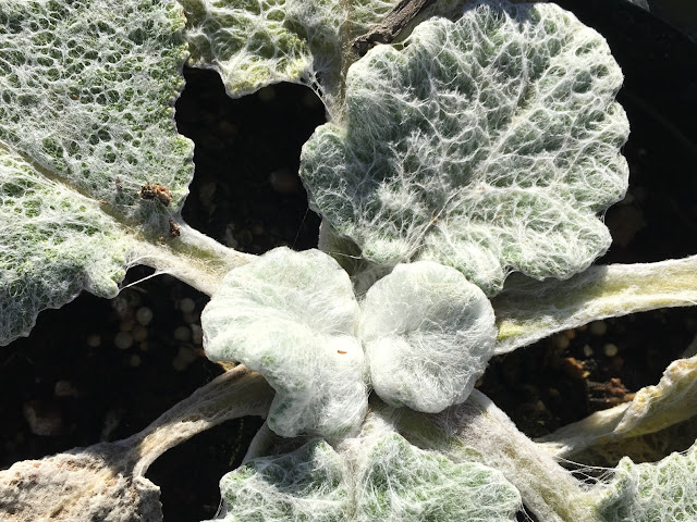 Silver grey webby leaves of sage plant