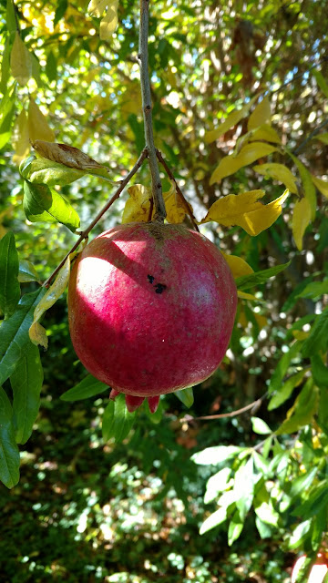 Pomegranate on tree