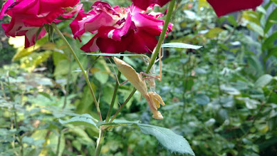 Praying mantid on a rose