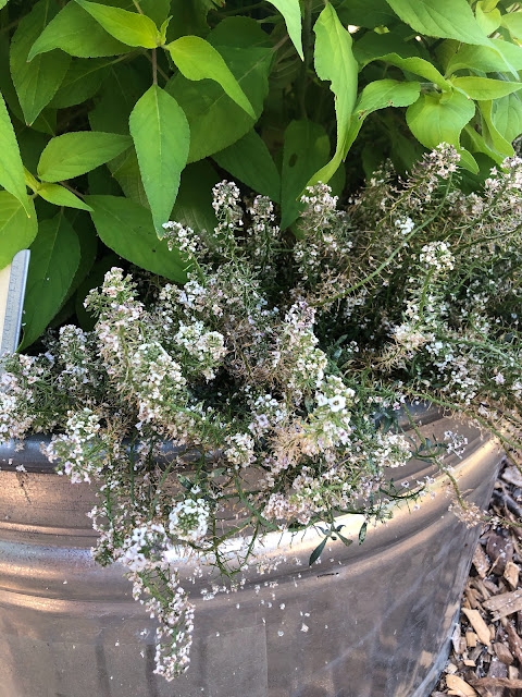 White alyssum and a yellow-green sage plant