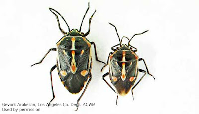 Female and male bagrada bugs