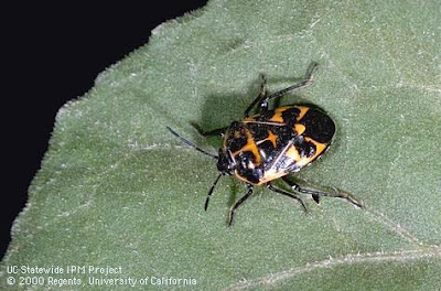 Harlequin bug