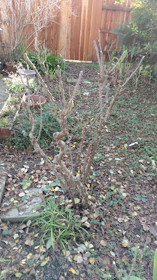 Tall pruned rose bush