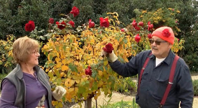 Two people preparing to prune a tree rose