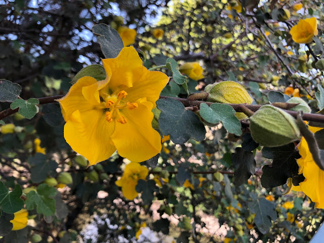 Yellow flower on flannelbush
