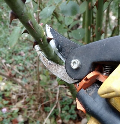 Closeup of pruning shears about to cut a rose cane