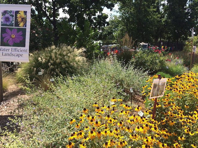 Yellow flowers and lots of colorful bushes