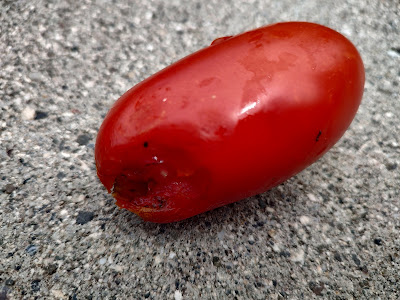 Red oval tomato with rodent bite
