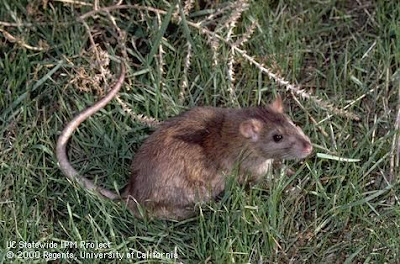 Norway rat against green grass