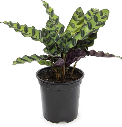 A rattlesnake plant in a black pot against a white background