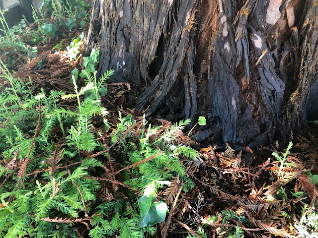 Base of redwood tree