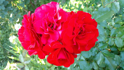 Cluster of Trumpeter roses
