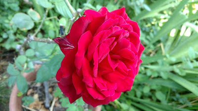 Red rose, titled Kentucky Derby
