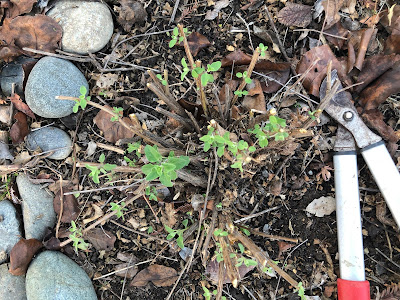 Shrub pruned to just a few inches tall