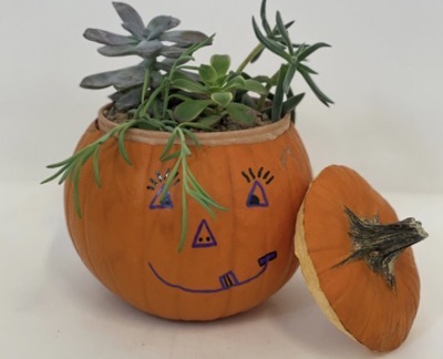 A pumpkin with a drawn-on face, the top cut off and succulent inside 