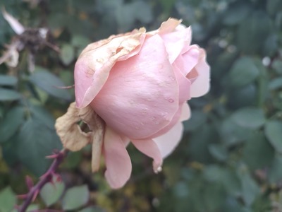 A pale peach rose with grey mold on petal edges