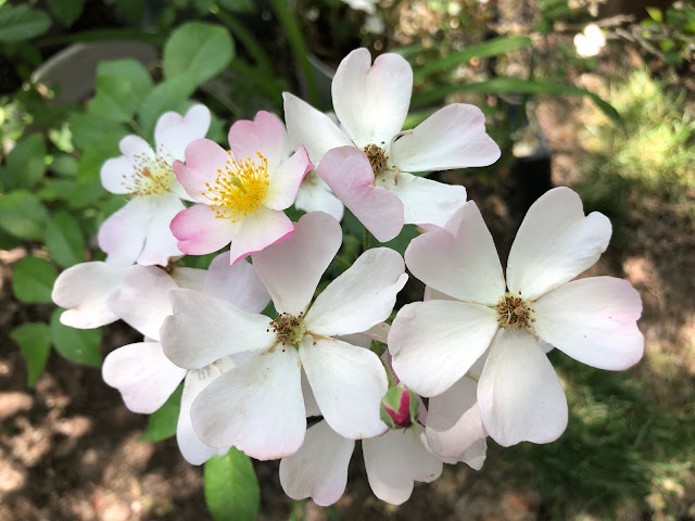 Cluster of 5-leaf white and light pink rose blooms