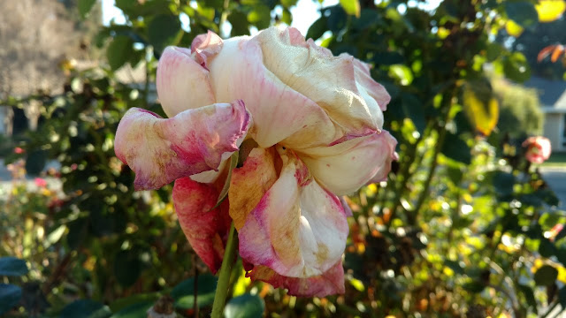 Rose with botrytis