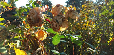 Spray of roses with botrytis