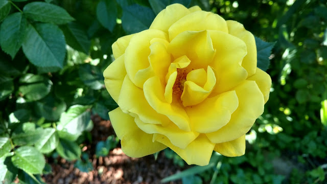 Neon-yellow rose bloom