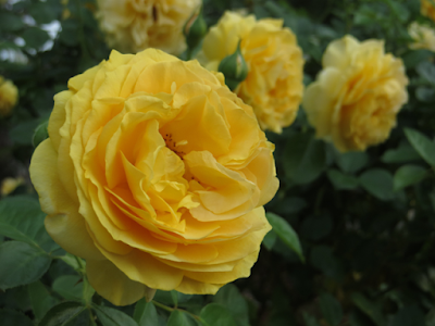 Butter-yellow rose bloom