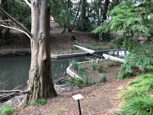 UC Davis Arboretum view with creek