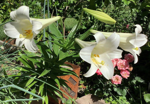 3 blooms of white Easter lilies