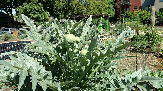 Artichoke plant