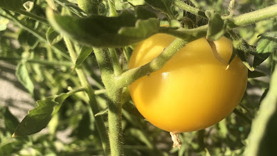 Yellow tomato on the vine