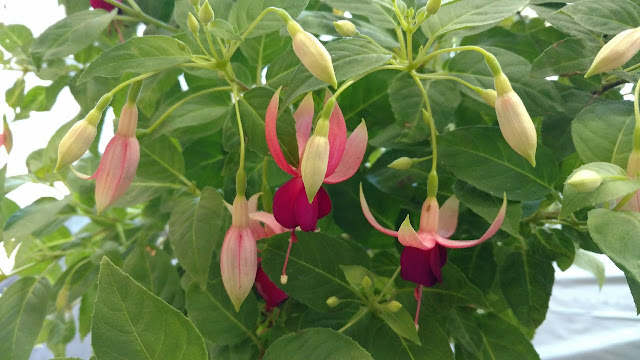 Fuchsias