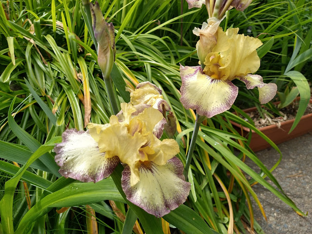 Iris growing